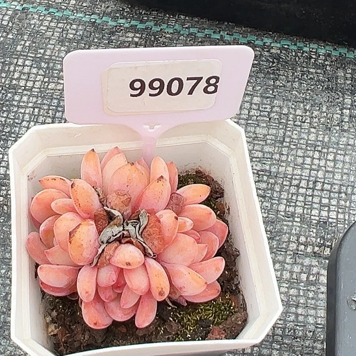 糖心      99078号