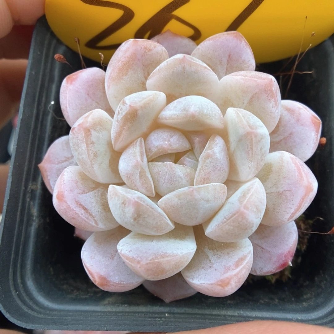 糖心珍妮可拍247号