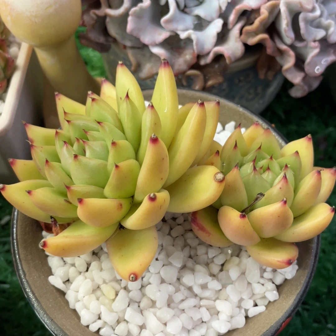 多肉植物盆栽多肉