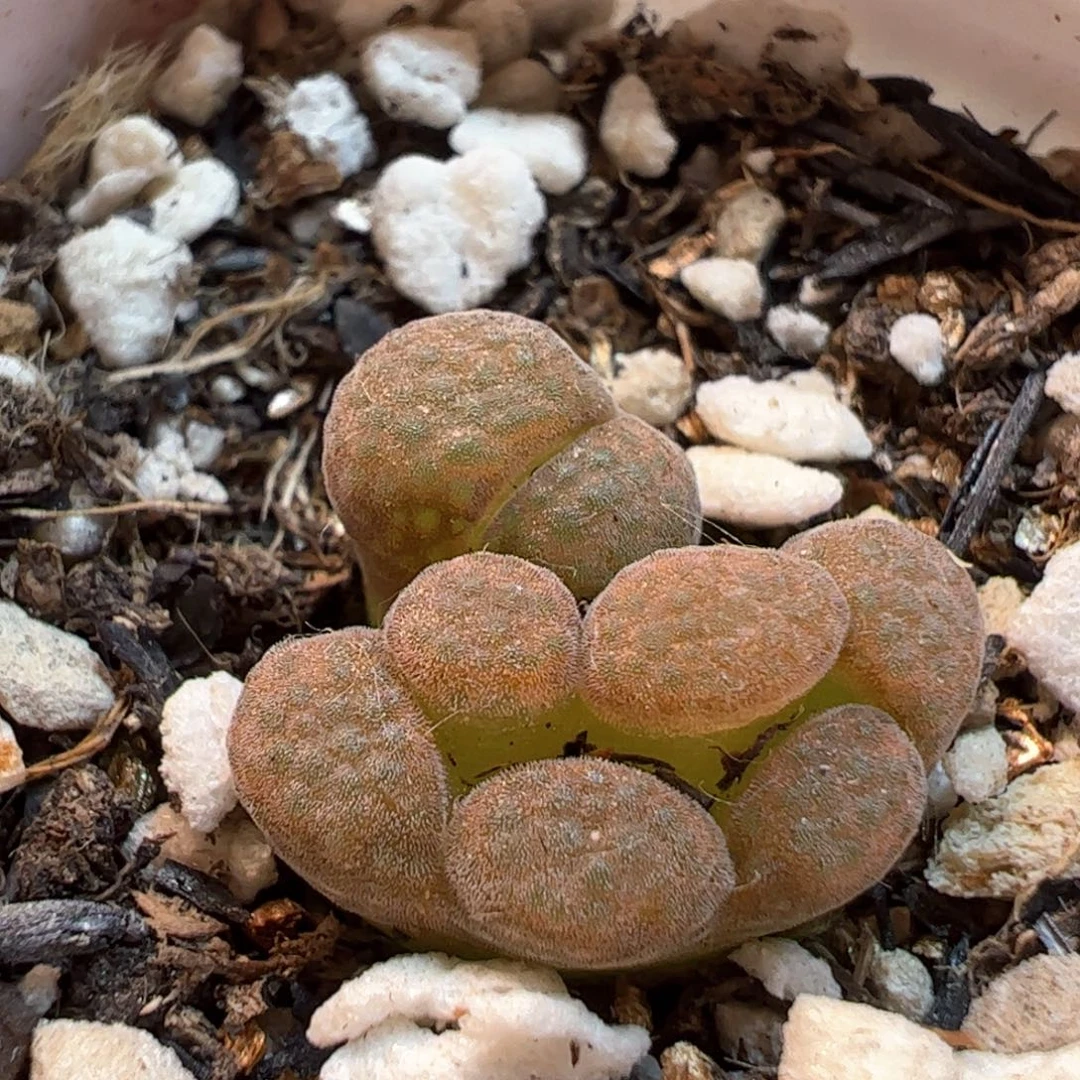 065多肉植物百科