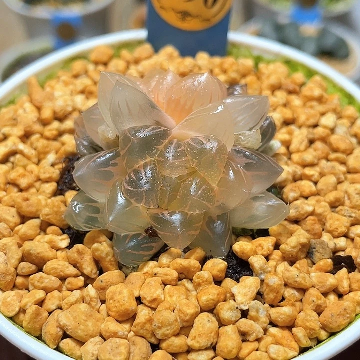 790水中月糊斑雙頭錦