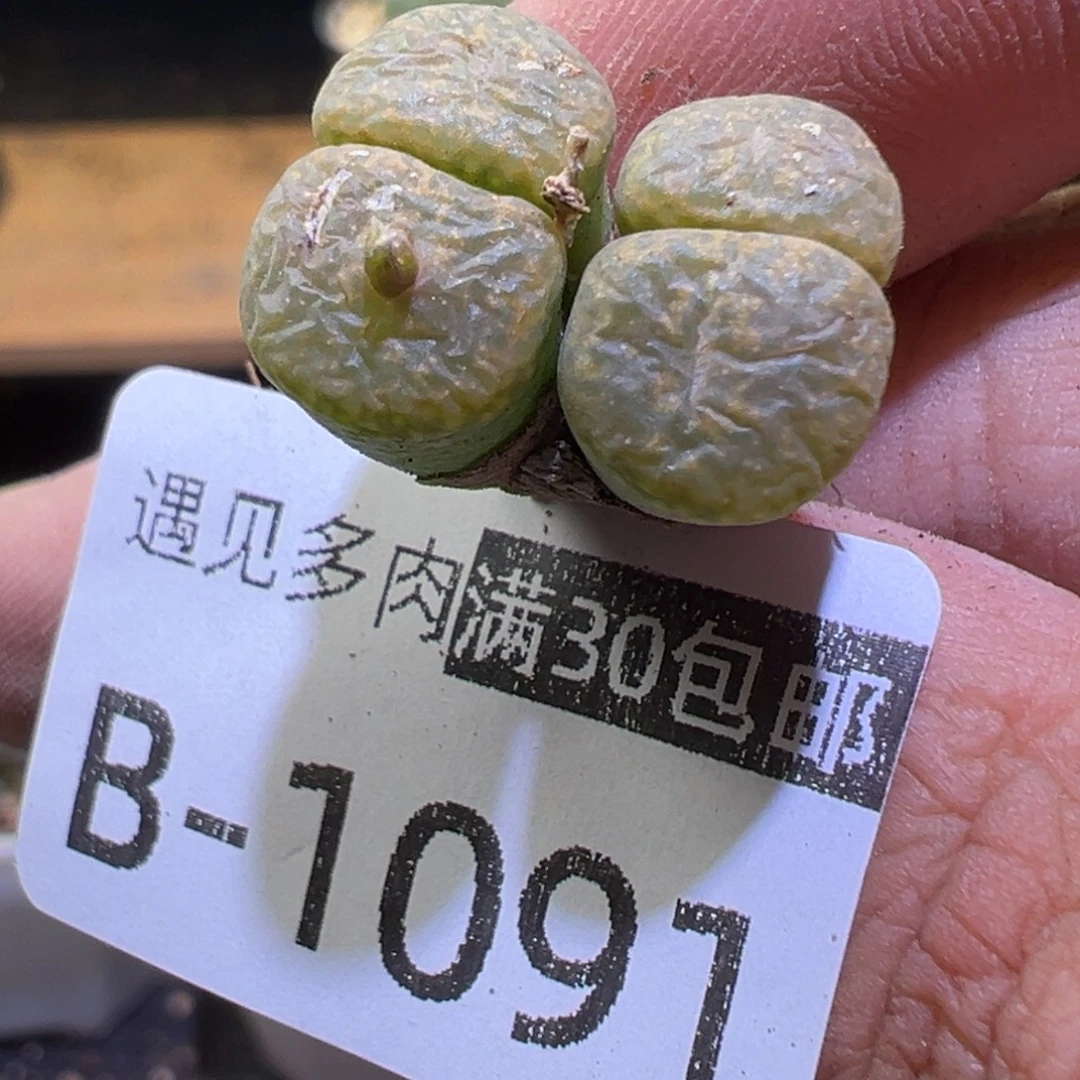 多肉植物1111111111111