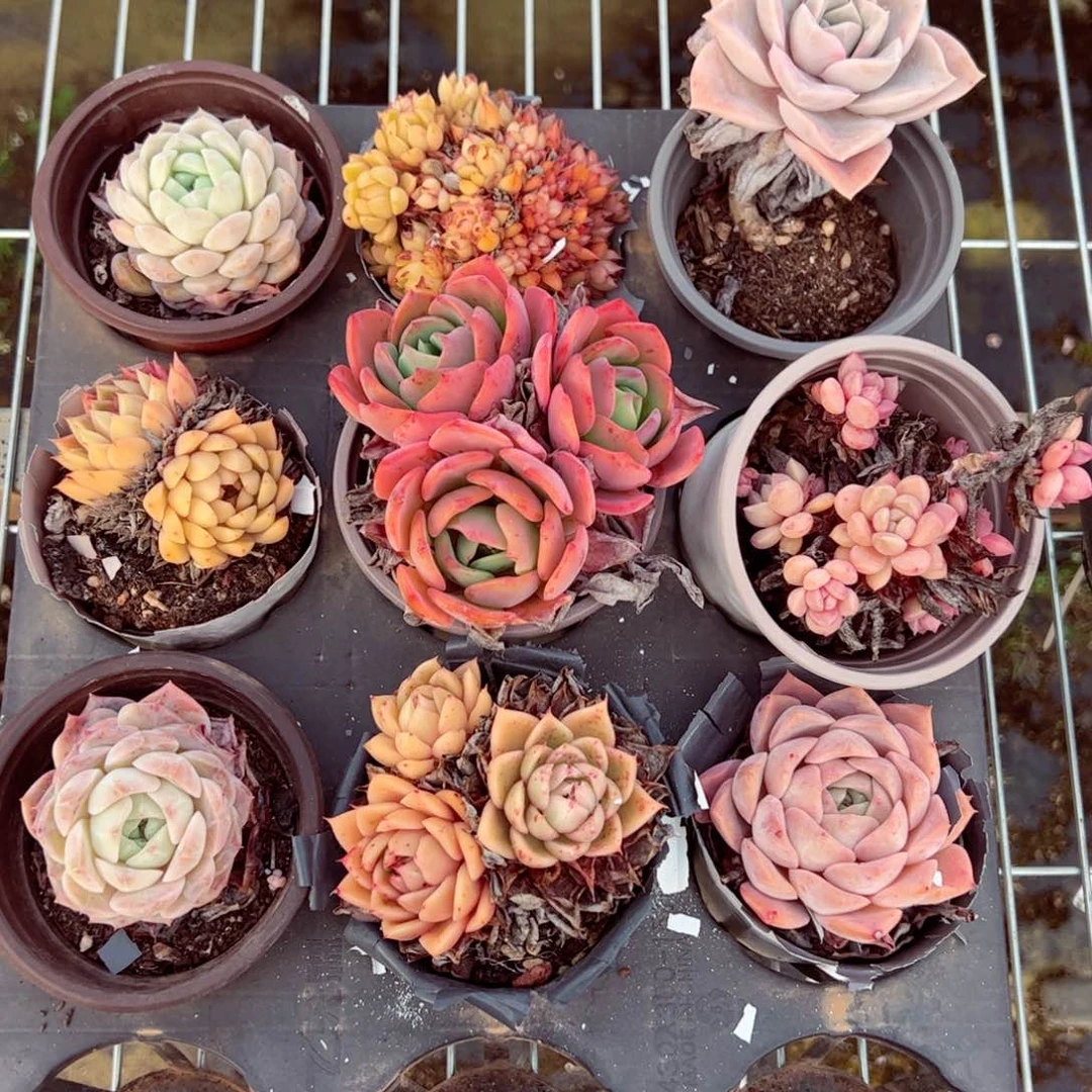 指定九盆小可爱发货问主播