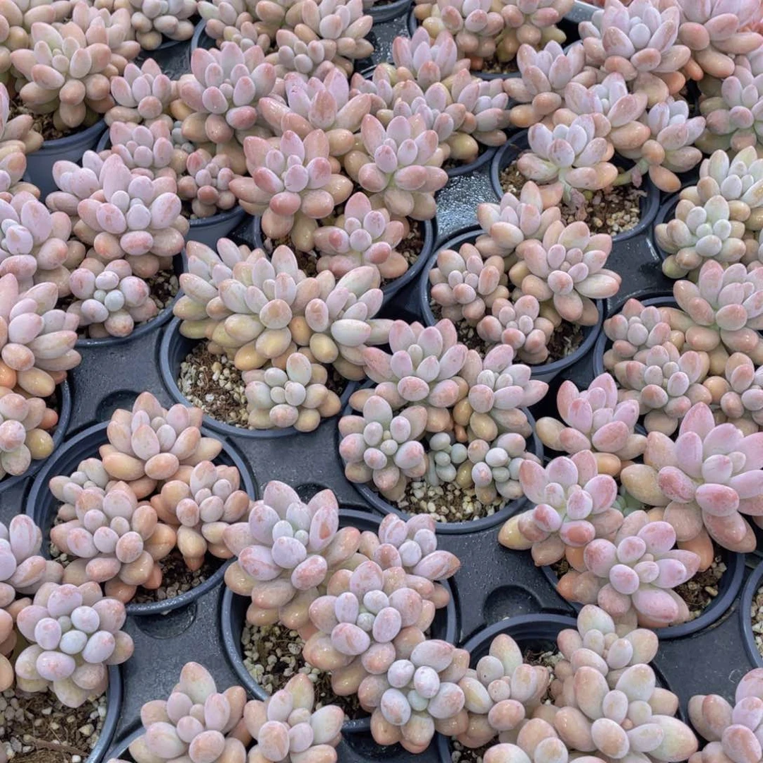 1441号 胖体汤圆 粉色恋人大群生四头起一个