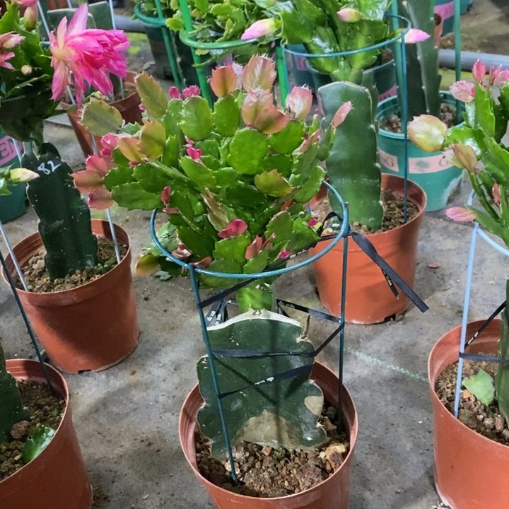 大部分花苞少量开放咖*601嫁接037