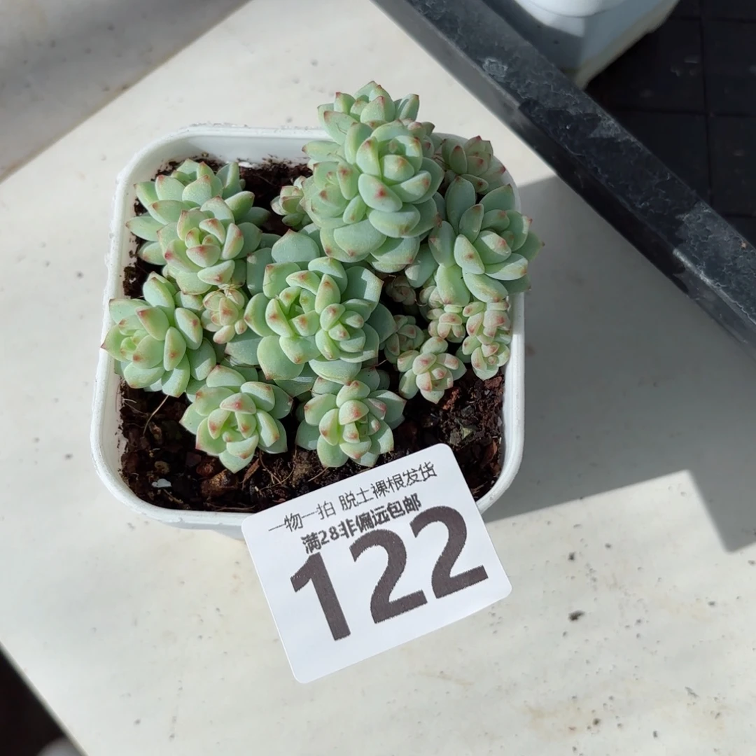 蕉糖精灵无盆土发货