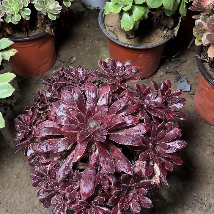多肉植物法师孔雀锦30