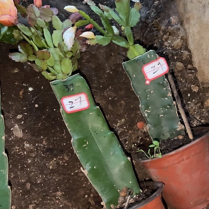 潇***蕾，27号带盆037.005