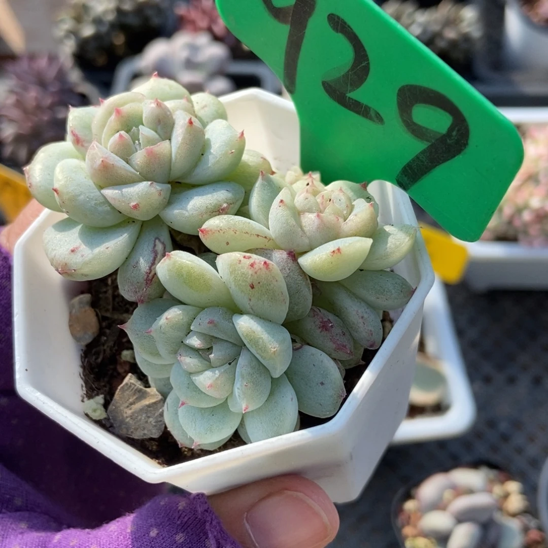 929甜心石化多肉植物