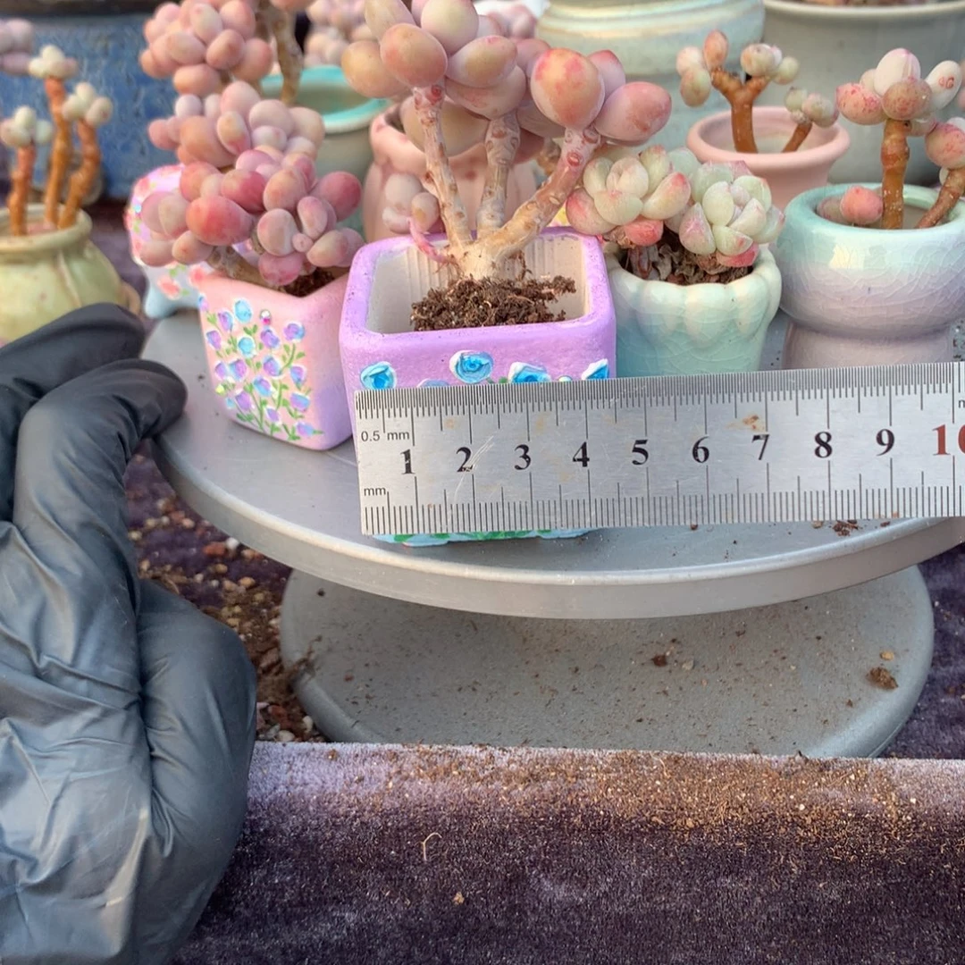 泡***糖30号花盆不带盆偏远的不包邮的