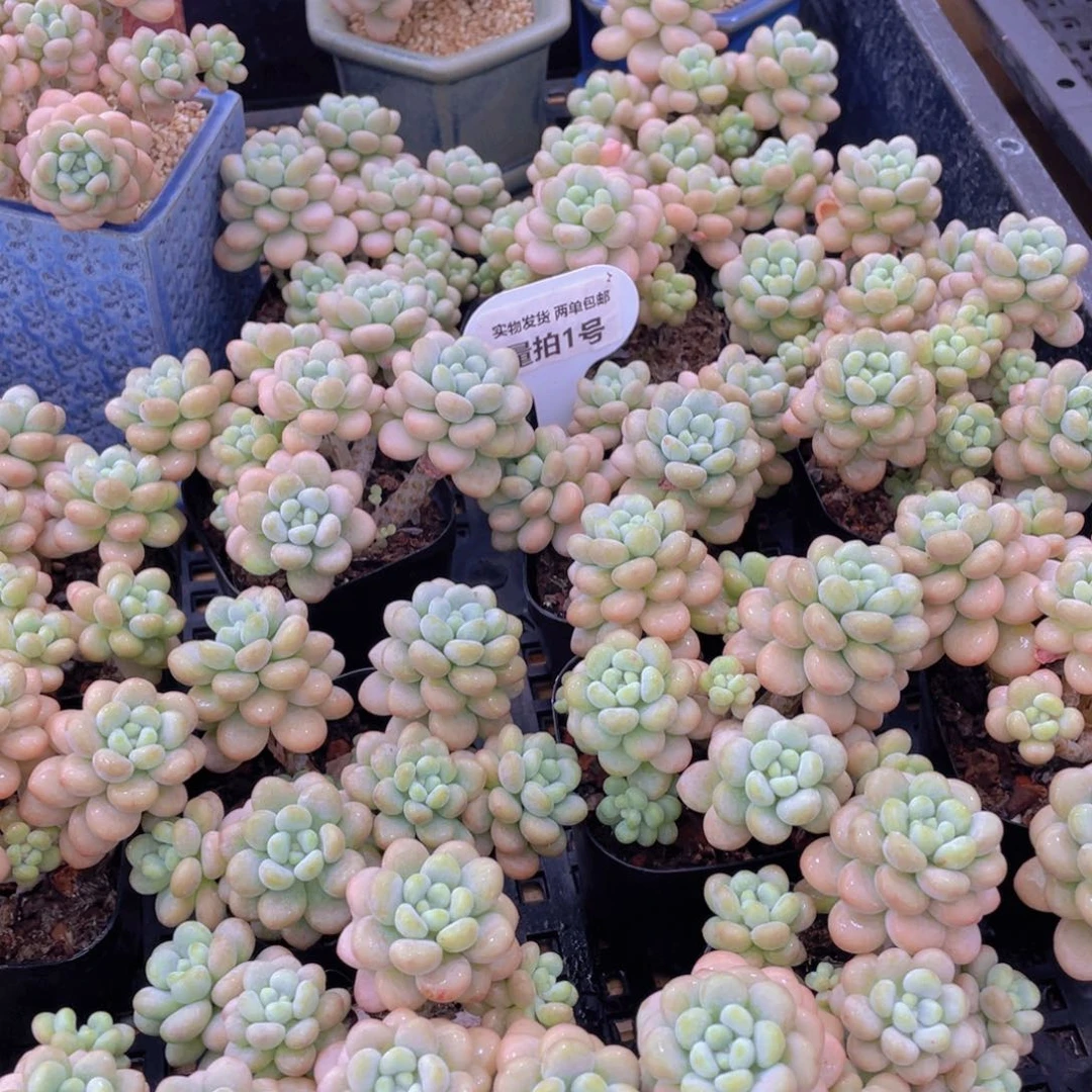 量拍1号 洛可可高腿老桩群生6头起一个