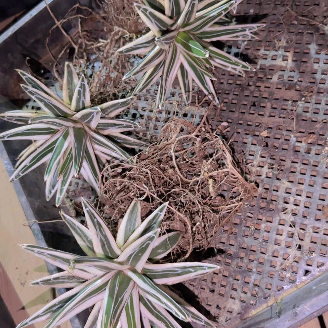 块根植物块根植物