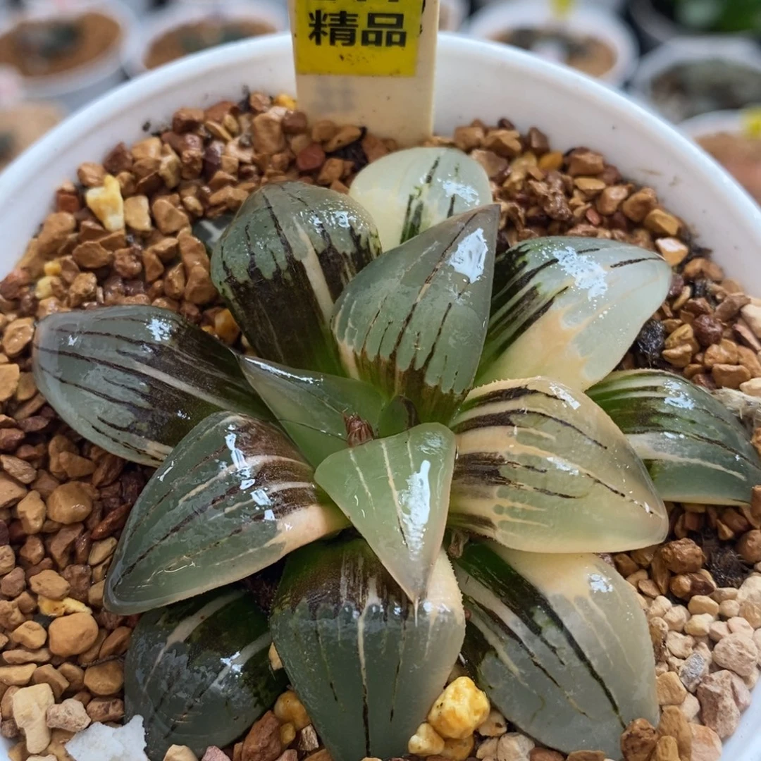 217红纹寿十二卷多肉