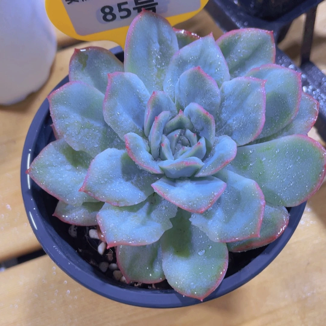 85号 泡泡纱裙单头