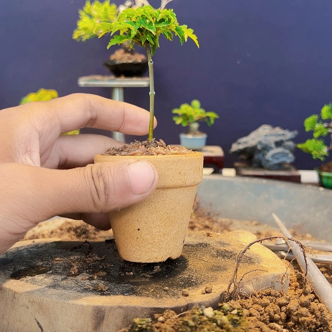 饱***?盆景1111111111111