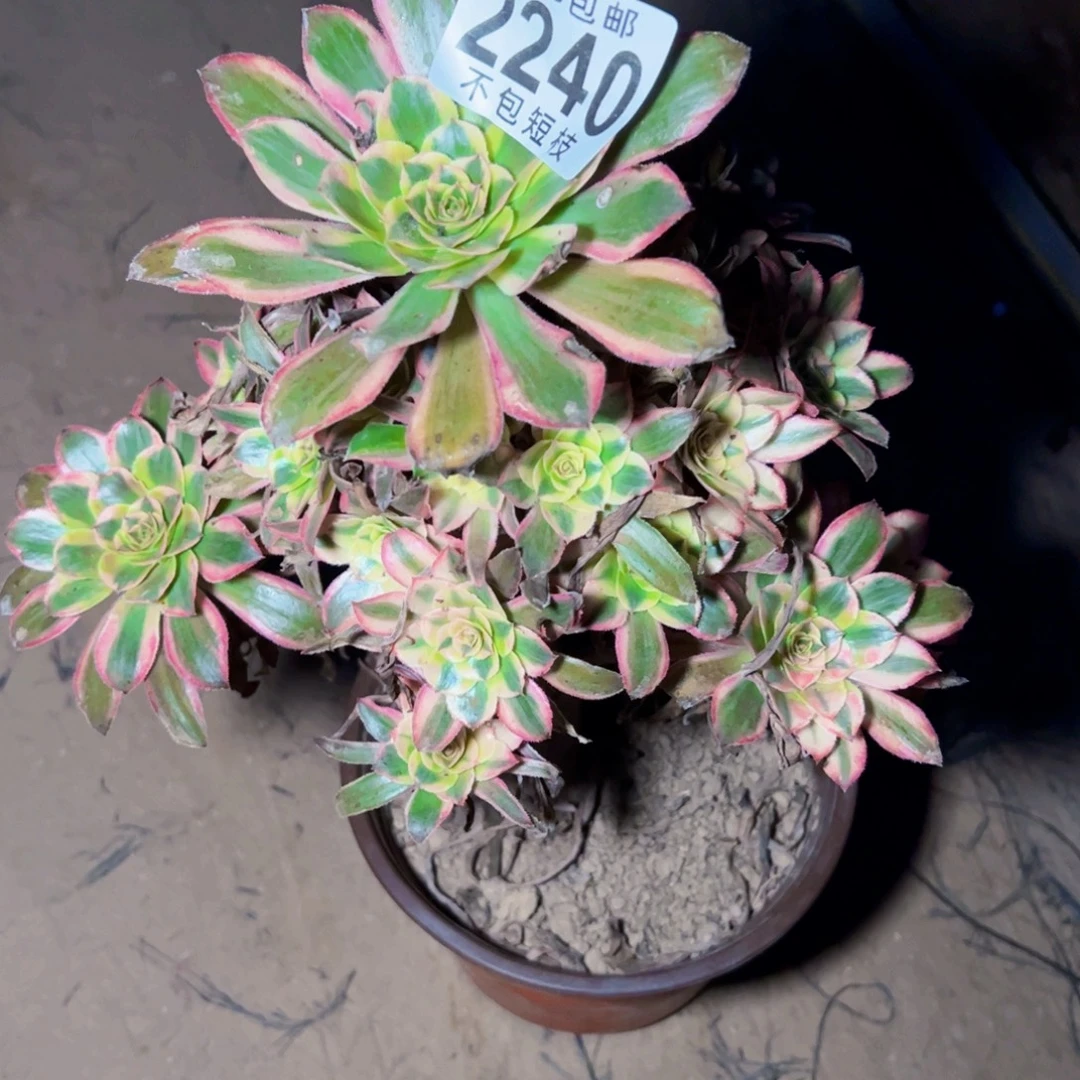 热恋多肉植物法师2240