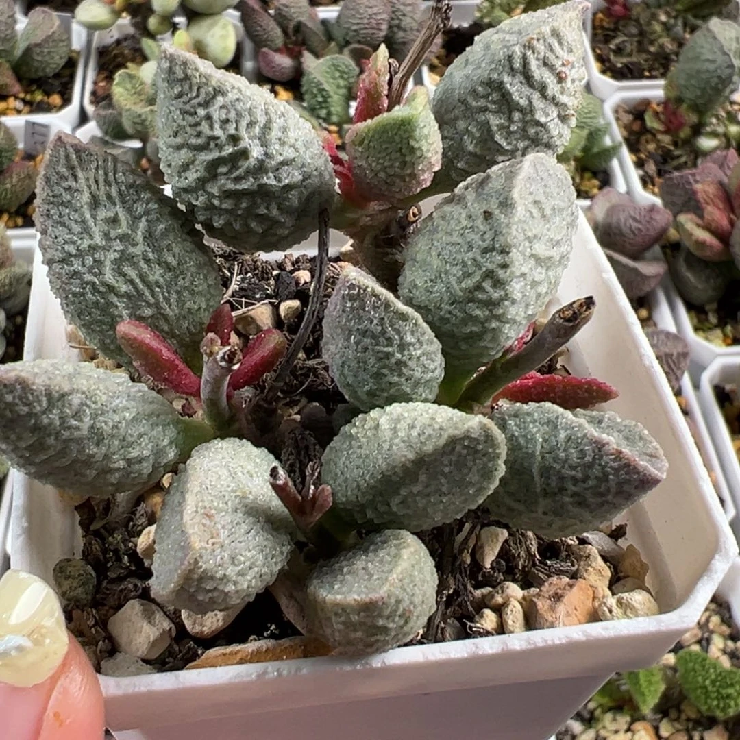 绿猪肝多头纯木质桩