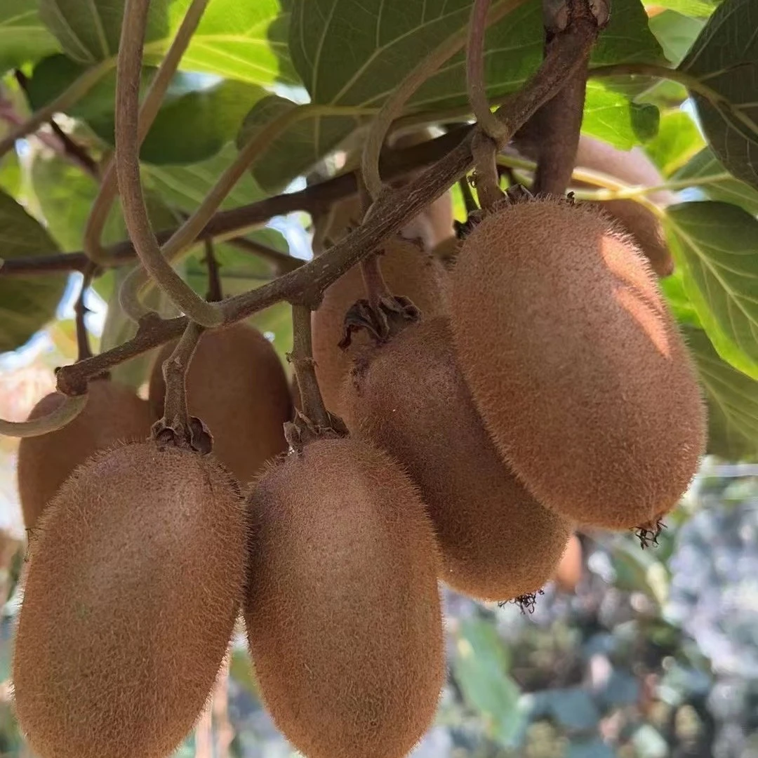 陕西眉县翠香猕猴桃当季新鲜水果绿心奇异果香甜多汁