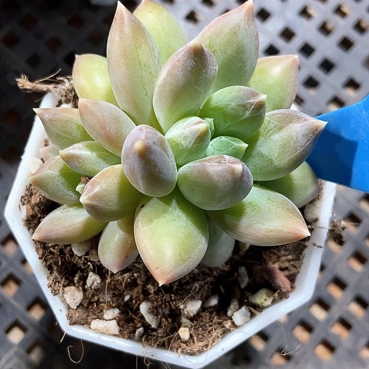 多肉植物重楼803