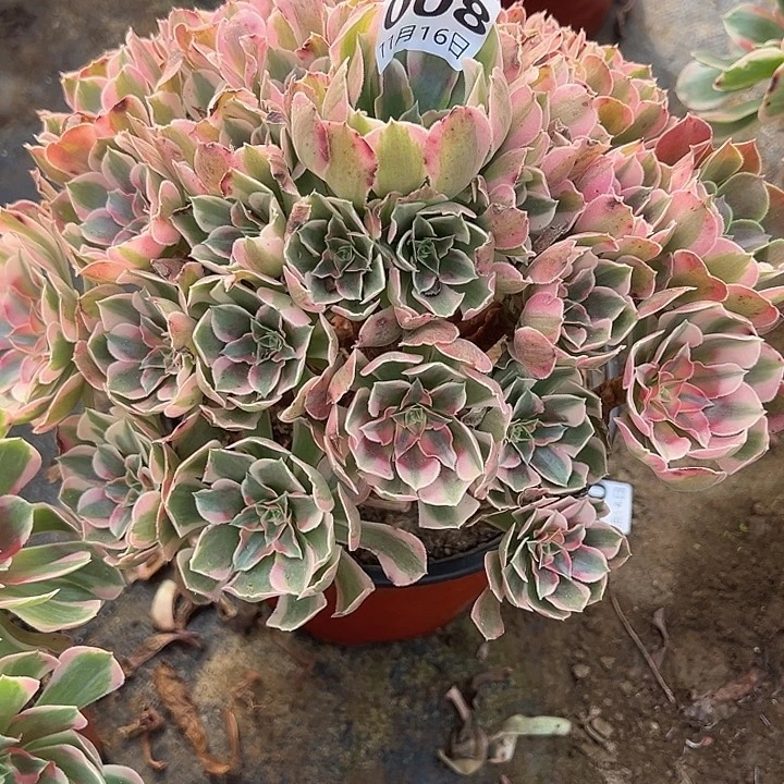 11.16-8妖月多肉植物1