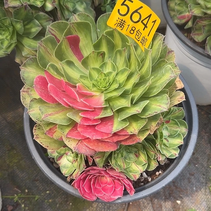 641 知否多肉法师锦