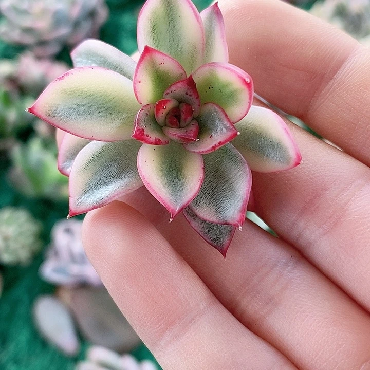 汉娜阿斯娜一物一拍，