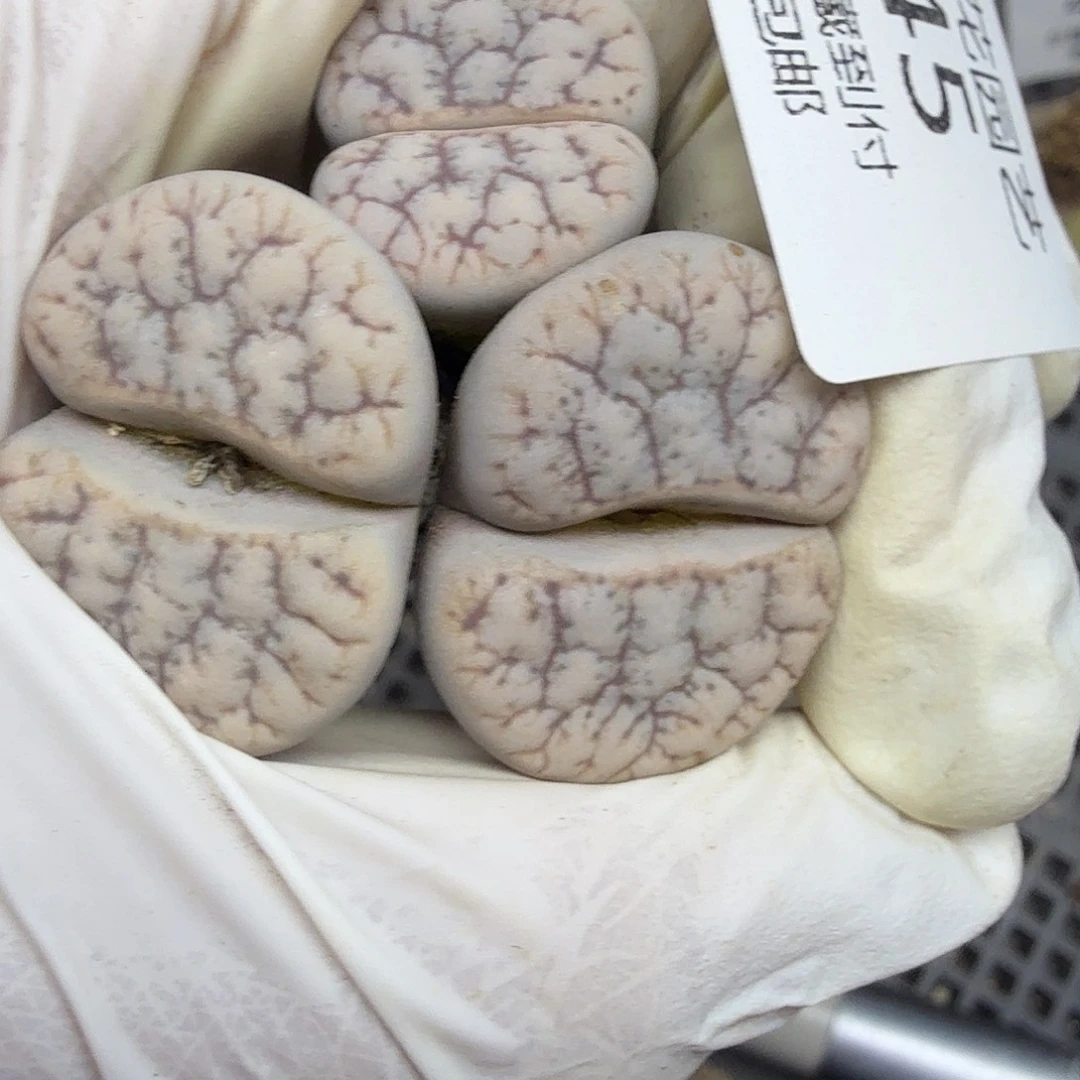 你也快回来吃饭嘛亲445