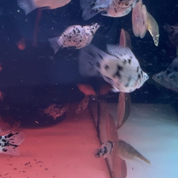 短鲷鱼奶牛马丽球3