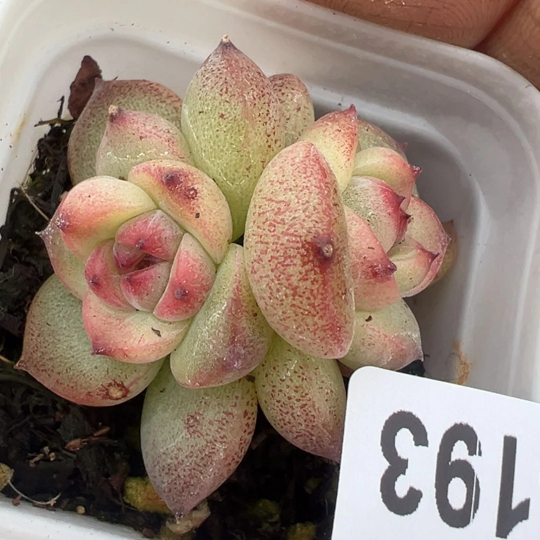 小卡拉米糖心一物一拍31-193