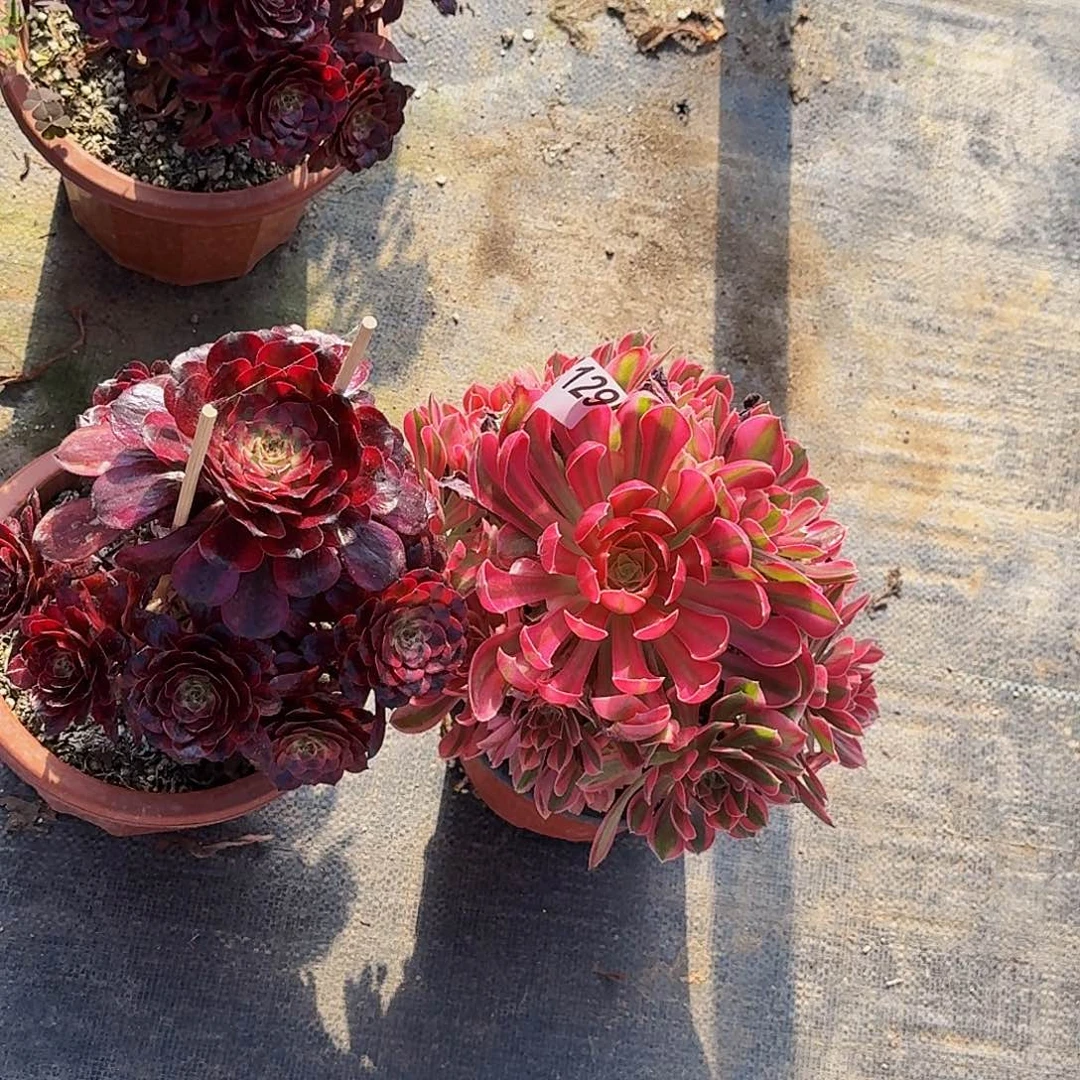 129两颗嫩桩多肉植物
