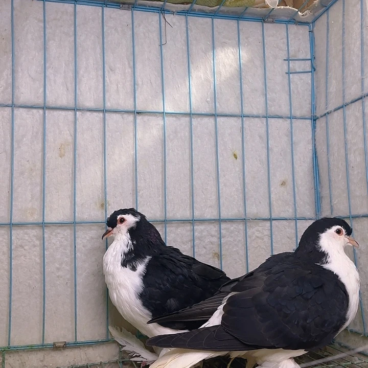 风***琴1111111111中国大陆包装