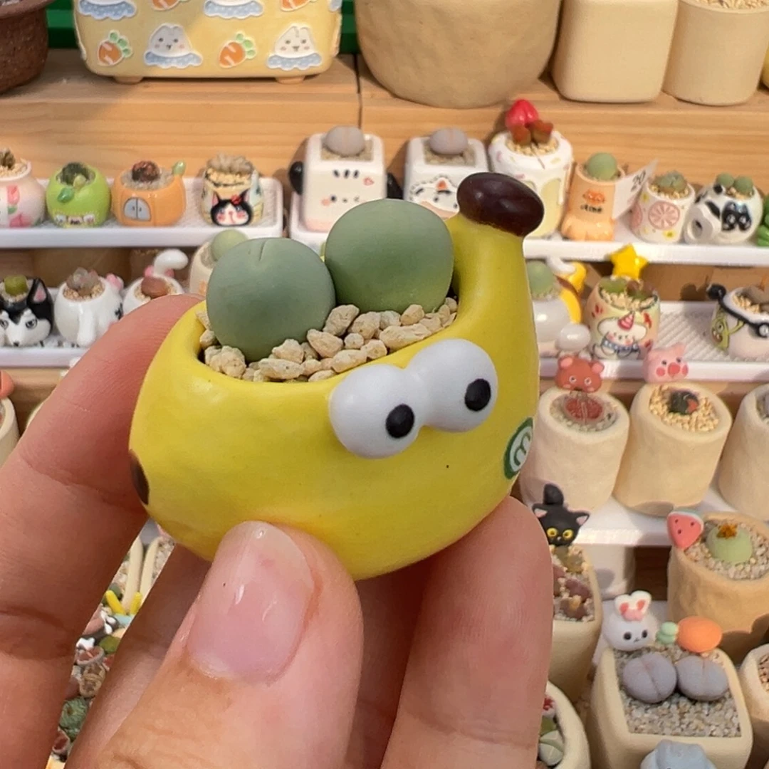 平***我多肉植物40号鸽子蛋