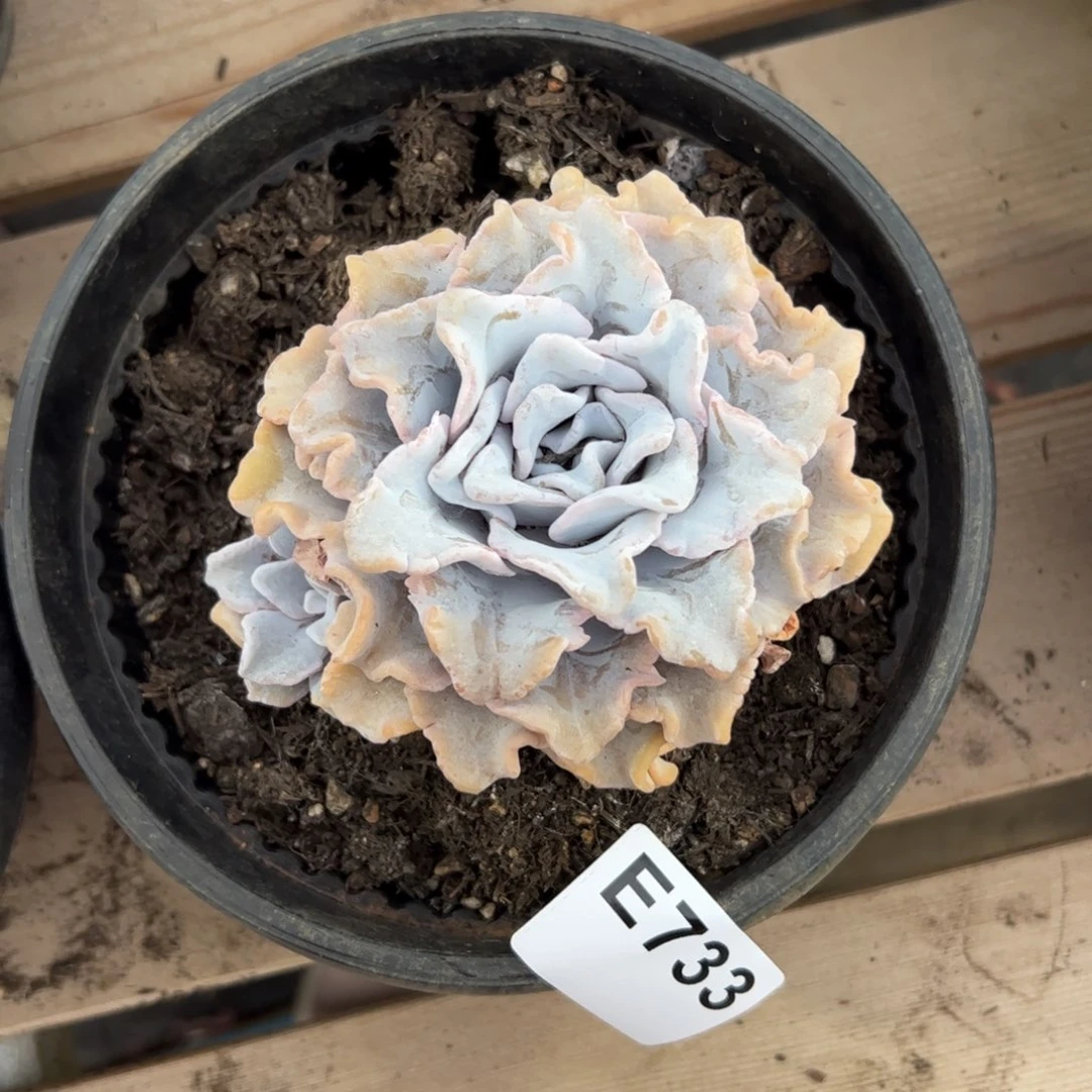 *****733 多肉植物组合盆栽