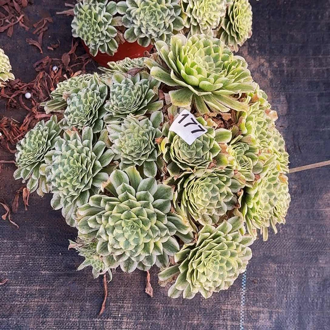 177碧浪老桩多肉植物