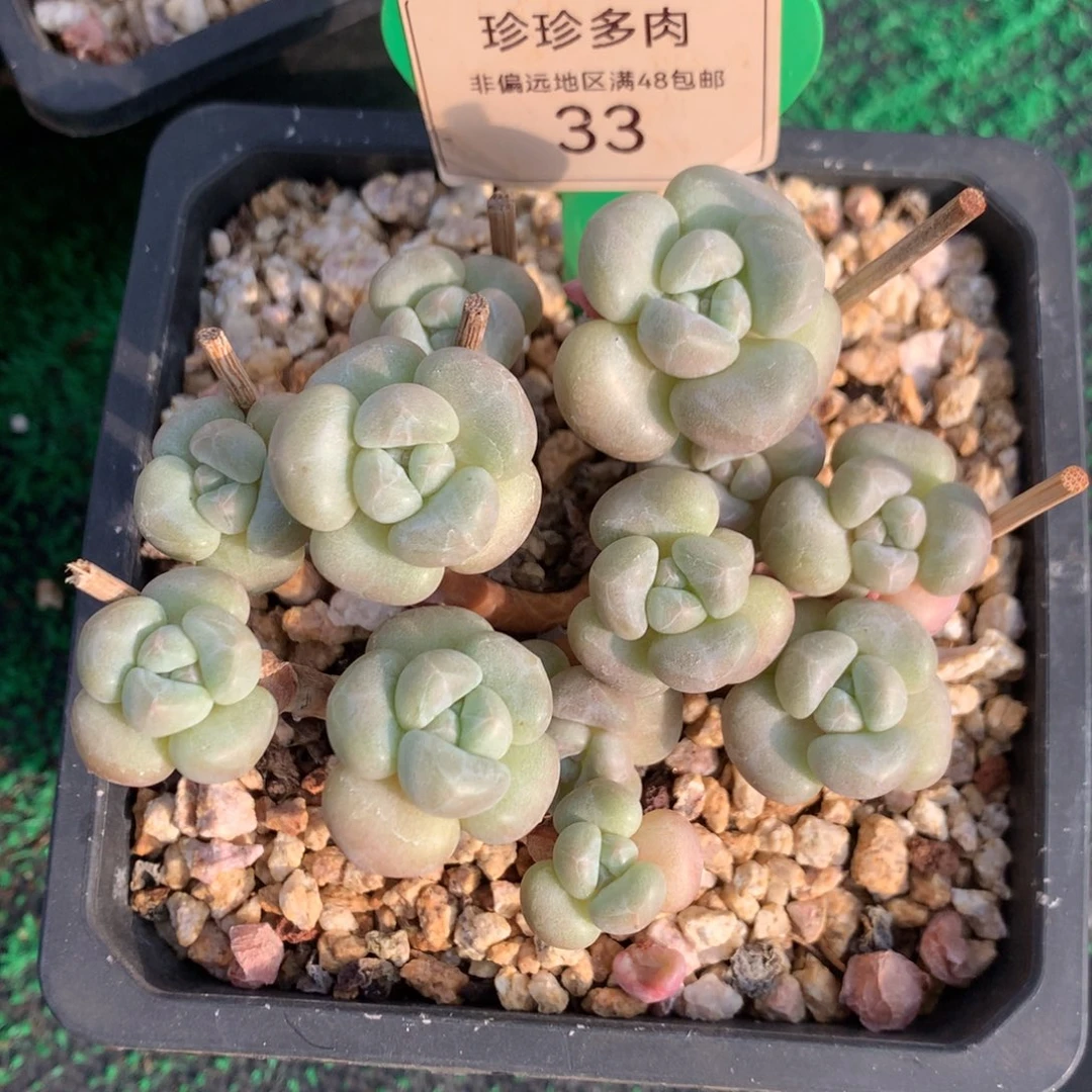 丸叶泡泡糖老桩平头33