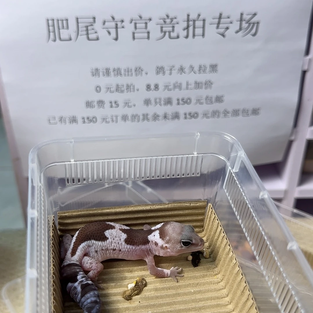肥尾守宫一万赞福利88封顶