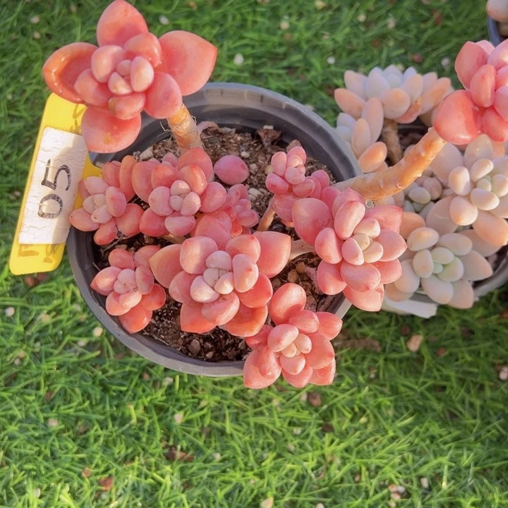 健健康康平平安安