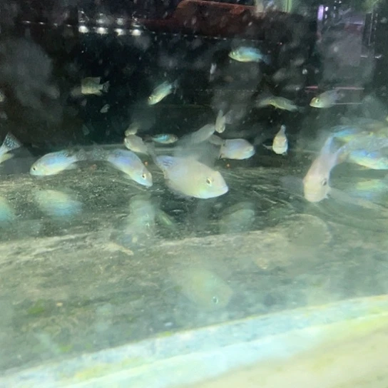 T***s慈鲷4-4.5紫艳精选3只
