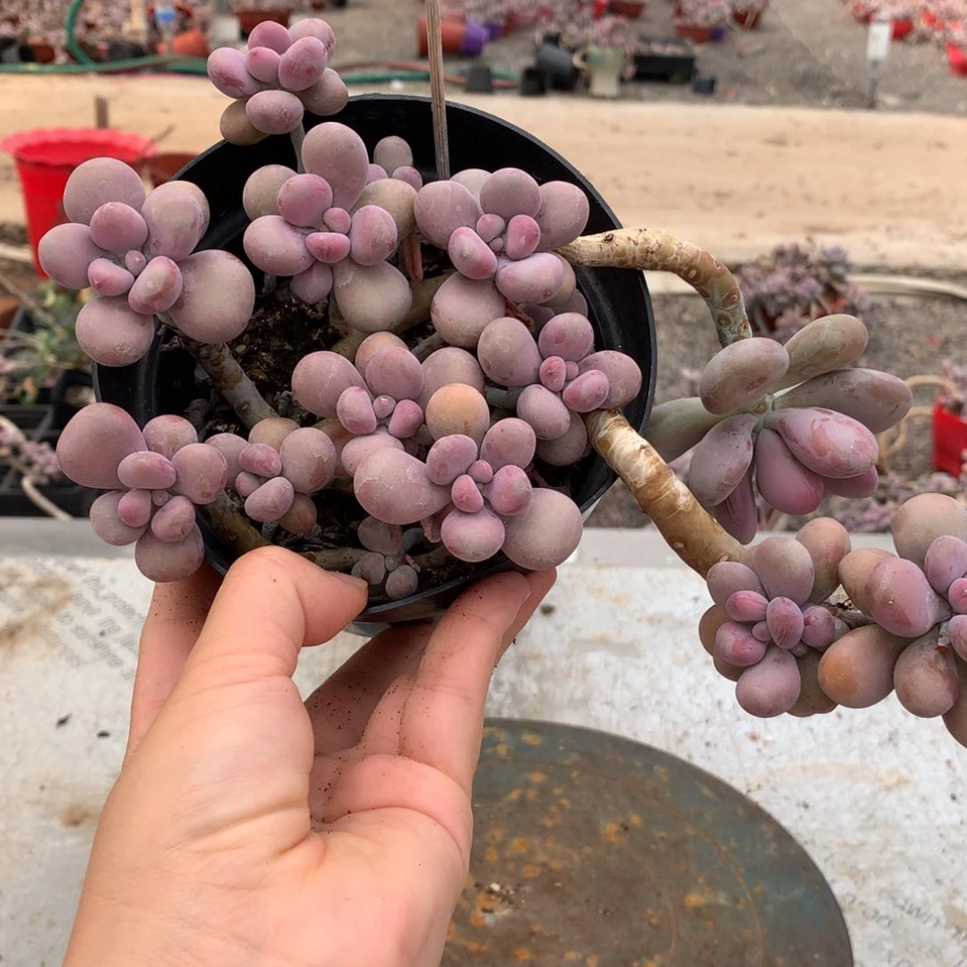 桃蛋老桩不包售后1号