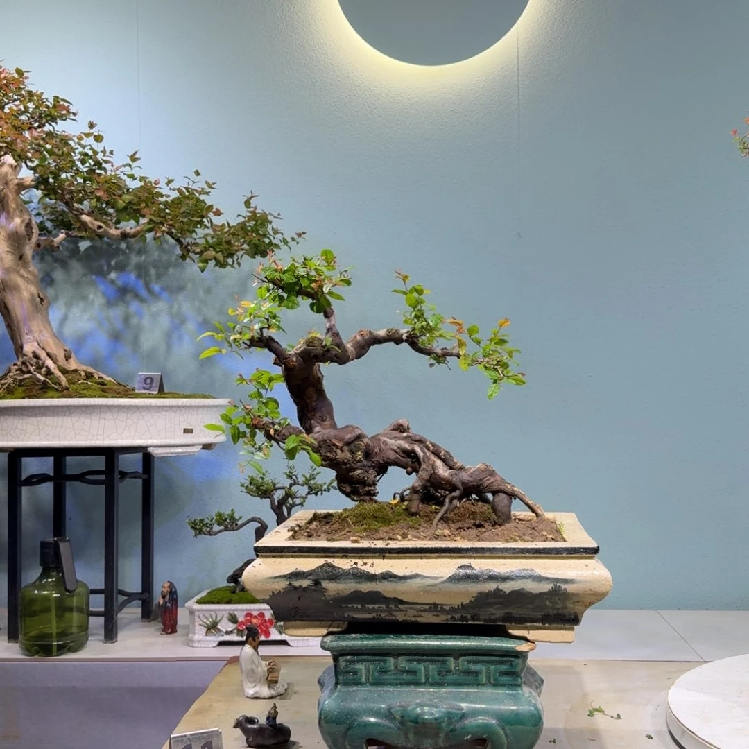 山***月以实际为准红芽雀梅红芽雀梅