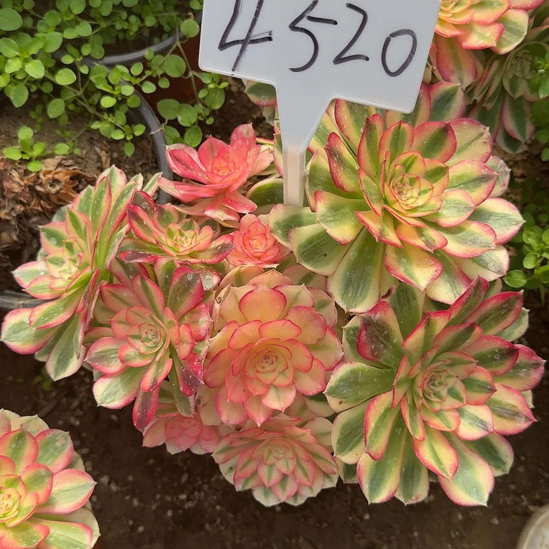 4520倾城多肉法师多肉