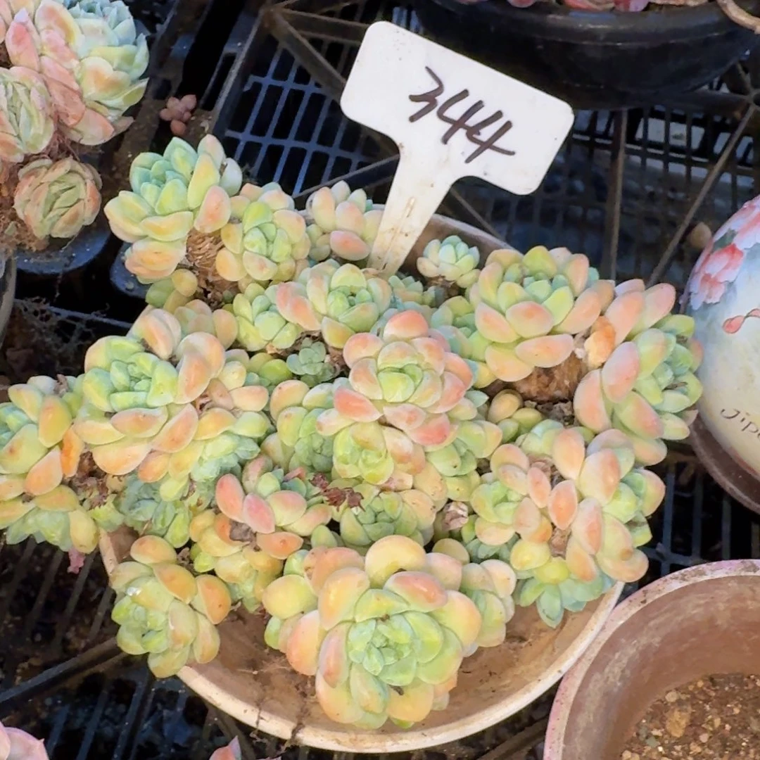 多肉植物的生长发育和