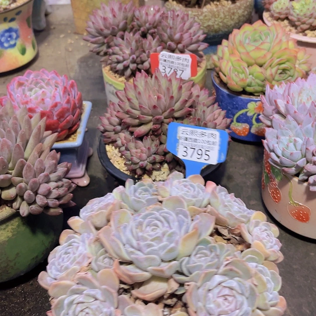 3795汉堡多肉植物