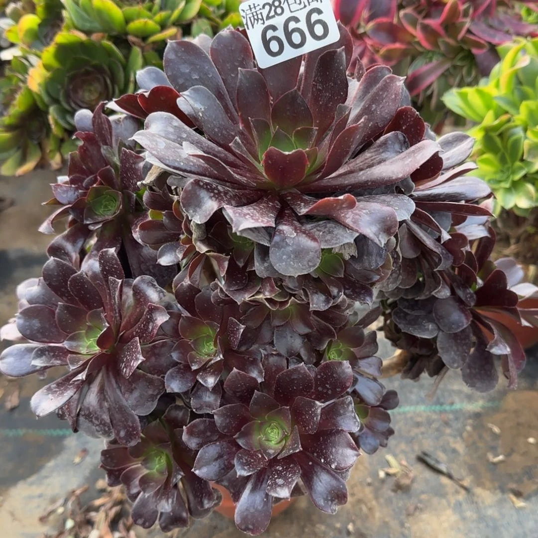 梅花博迪多肉瑕疵666满28包邮断枝不包