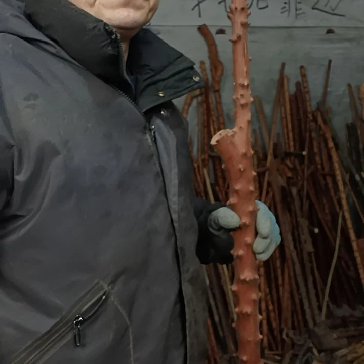 稳定木骑*贵州檬子木   铁马鞭   根艺  半成品