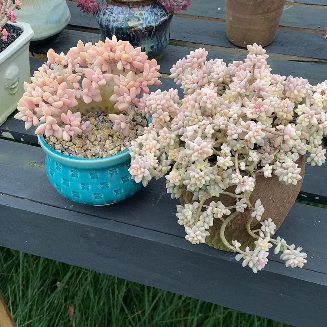 淡雪缀化姬秋丽锦