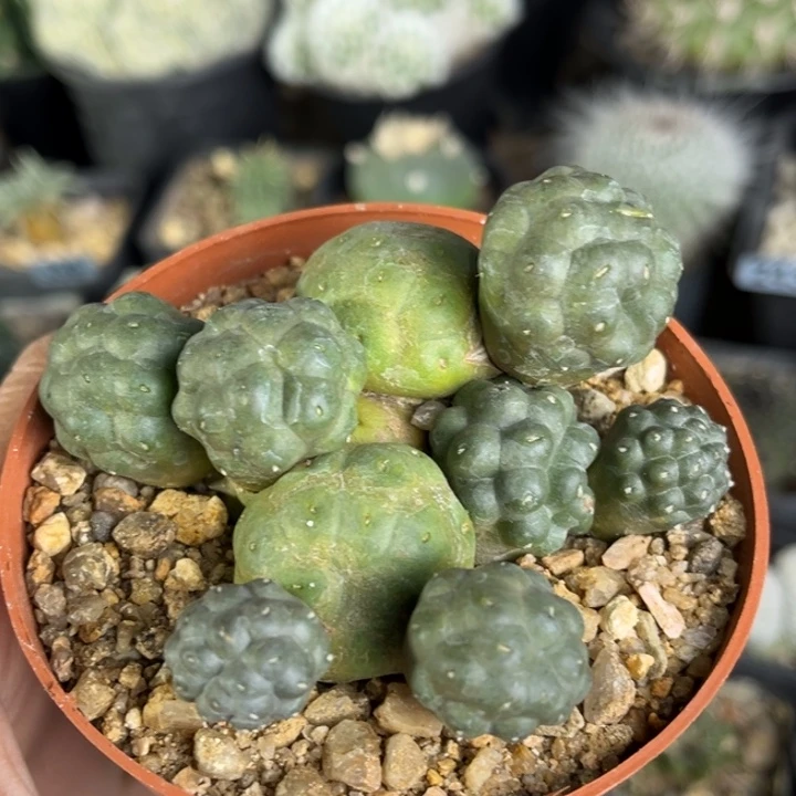 仙人球一物一拍自根