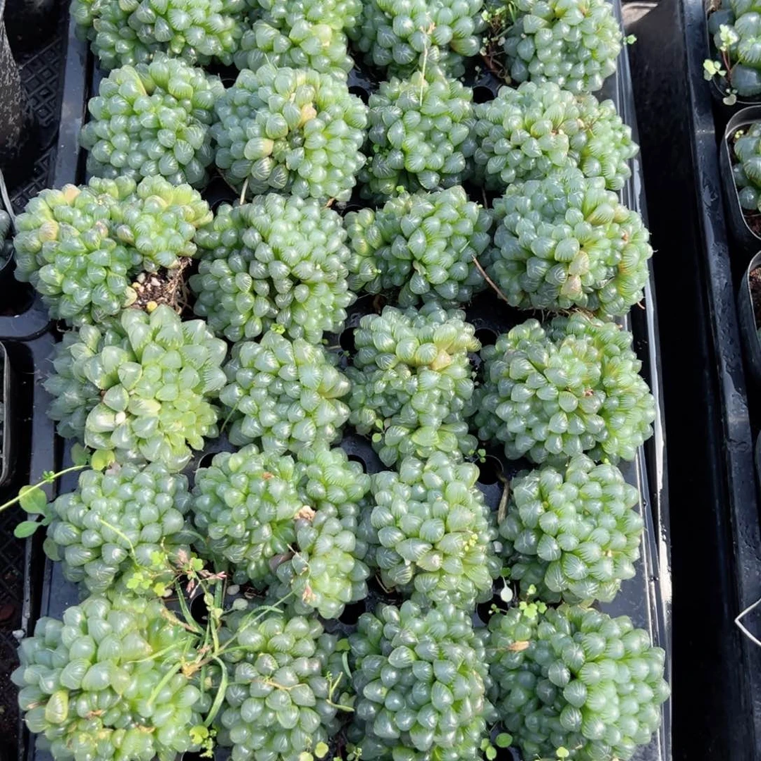 孙氏玉露多肉植物一颗多肉