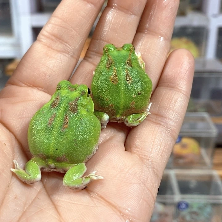 哎***呀角蛙428号波子角蛙