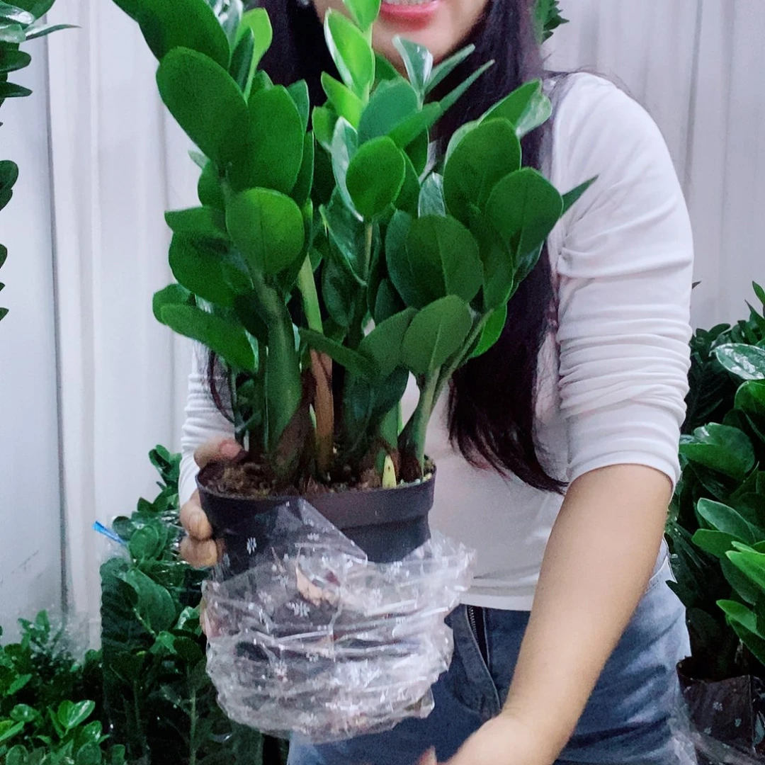 ゞ***ゞ不开花植物15规格圆叶一盆